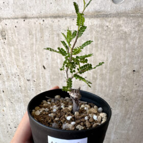 【現品限り】オペルクリカリア・パキプス 根挿し【AC10】 Operculicarya pachypus【植物】塊根植物 夏型 コーデックス