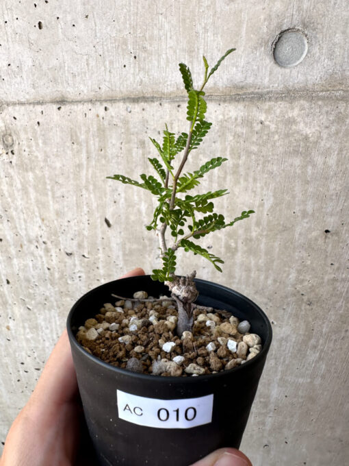 【現品限り】オペルクリカリア・パキプス 根挿し【AC10】 Operculicarya pachypus【植物】塊根植物 夏型 コーデックス