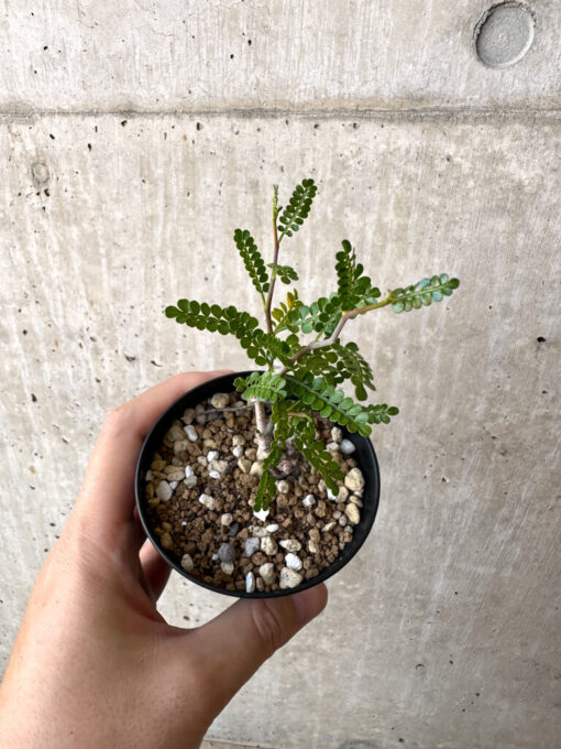 【現品限り】オペルクリカリア・パキプス 根挿し【AC10】 Operculicarya pachypus【植物】塊根植物 夏型 コーデックス - 画像 (2)