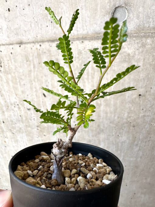 【現品限り】オペルクリカリア・パキプス 根挿し【AC10】 Operculicarya pachypus【植物】塊根植物 夏型 コーデックス - 画像 (3)