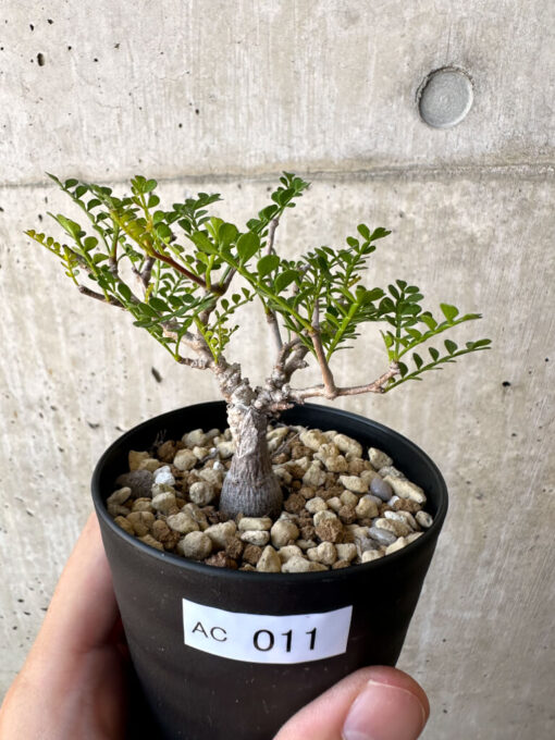 【現品限り】オペルクリカリア・パキプス 根挿し【AC11】 Operculicarya pachypus【植物】塊根植物 夏型 コーデックス