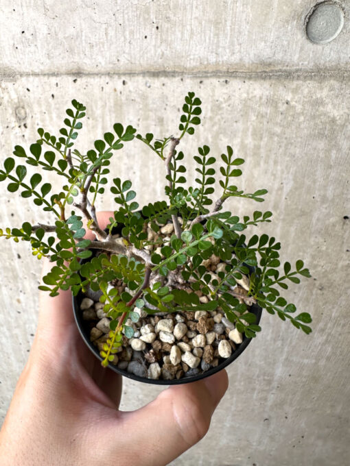【現品限り】オペルクリカリア・パキプス 根挿し【AC11】 Operculicarya pachypus【植物】塊根植物 夏型 コーデックス - 画像 (2)
