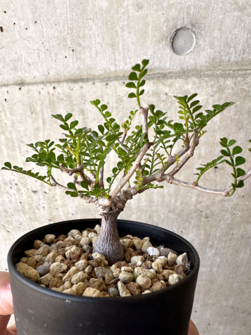【現品限り】オペルクリカリア・パキプス 根挿し【AC11】 Operculicarya pachypus【植物】塊根植物 夏型 コーデックス - 画像 (3)