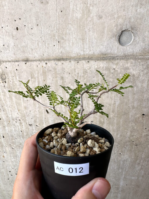 【現品限り】オペルクリカリア・パキプス 根挿し【AC12】 Operculicarya pachypus【植物】塊根植物 夏型 コーデックス