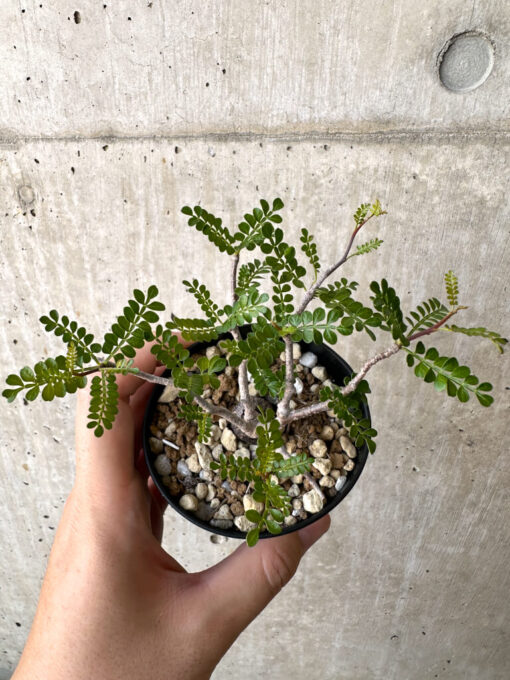 【現品限り】オペルクリカリア・パキプス 根挿し【AC12】 Operculicarya pachypus【植物】塊根植物 夏型 コーデックス - 画像 (2)