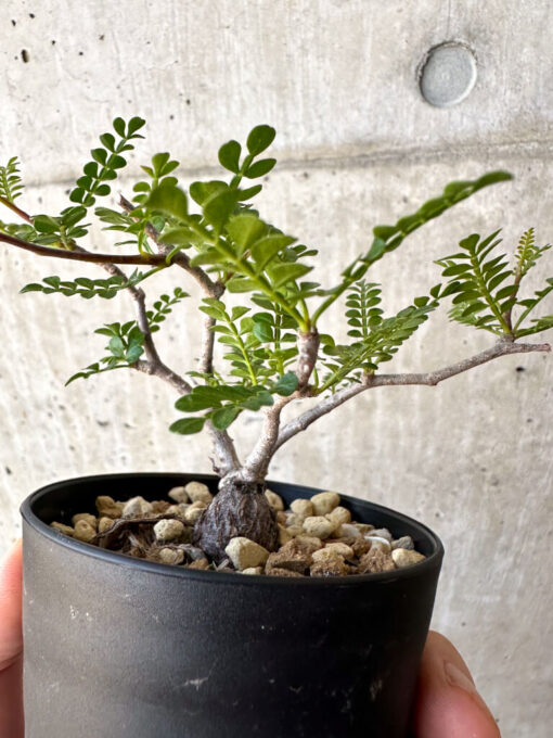 【現品限り】オペルクリカリア・パキプス 根挿し【AC12】 Operculicarya pachypus【植物】塊根植物 夏型 コーデックス - 画像 (3)