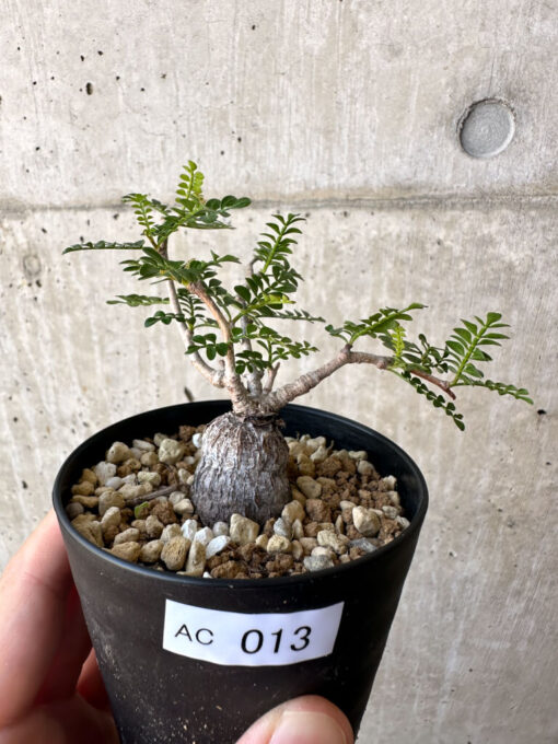 【現品限り】オペルクリカリア・パキプス 根挿し【AC13】 Operculicarya pachypus【植物】塊根植物 夏型 コーデックス