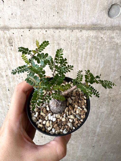 【現品限り】オペルクリカリア・パキプス 根挿し【AC13】 Operculicarya pachypus【植物】塊根植物 夏型 コーデックス - 画像 (2)