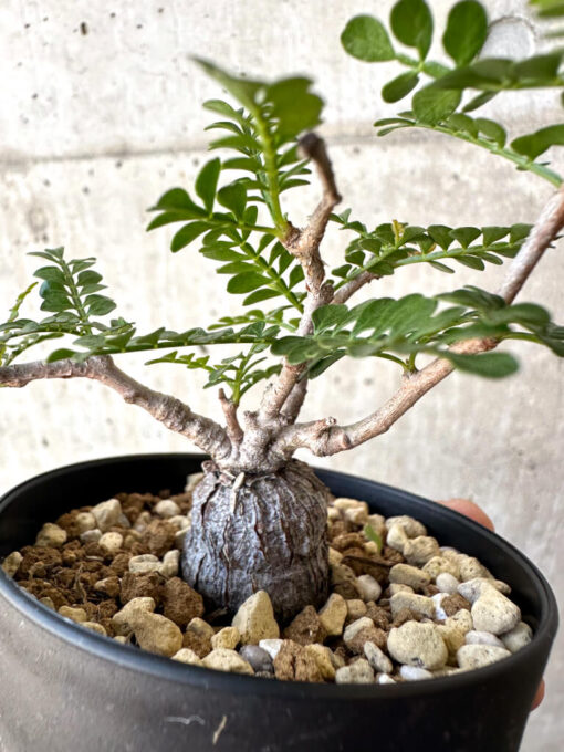 【現品限り】オペルクリカリア・パキプス 根挿し【AC13】 Operculicarya pachypus【植物】塊根植物 夏型 コーデックス - 画像 (3)