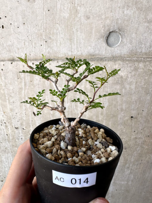 【現品限り】オペルクリカリア・パキプス 根挿し【AC14】 Operculicarya pachypus【植物】塊根植物 夏型 コーデックス