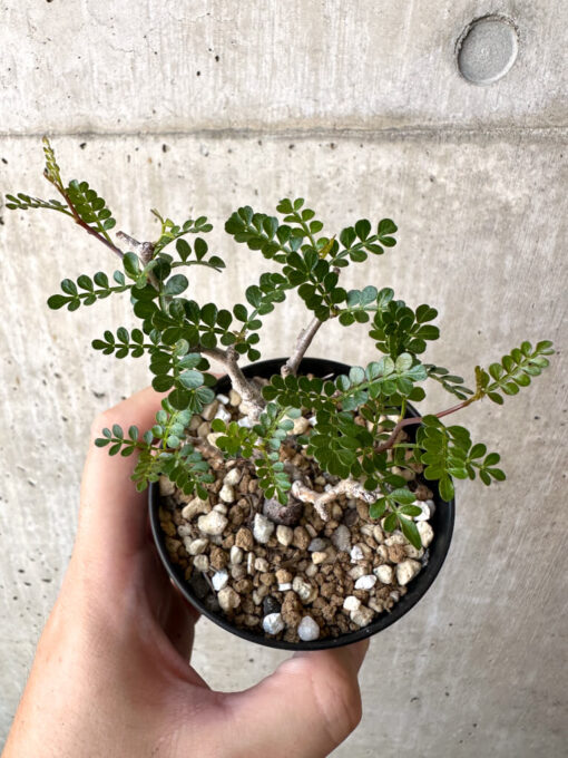 【現品限り】オペルクリカリア・パキプス 根挿し【AC14】 Operculicarya pachypus【植物】塊根植物 夏型 コーデックス - 画像 (2)