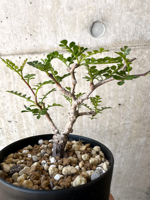 【現品限り】オペルクリカリア・パキプス 根挿し【AC14】 Operculicarya pachypus【植物】塊根植物 夏型 コーデックス - 画像 (3)