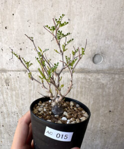 【現品限り】オペルクリカリア・パキプス 根挿し【AC15】 Operculicarya pachypus【植物】塊根植物 夏型 コーデックス