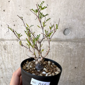 【現品限り】オペルクリカリア・パキプス 根挿し【AC15】 Operculicarya pachypus【植物】塊根植物 夏型 コーデックス