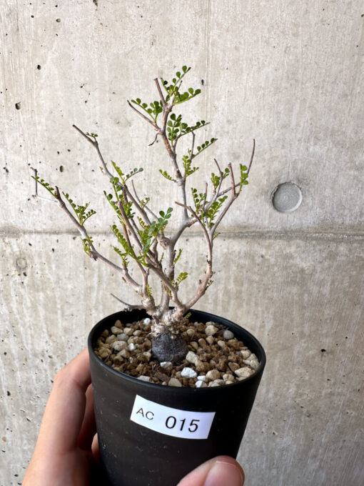 【現品限り】オペルクリカリア・パキプス 根挿し【AC15】 Operculicarya pachypus【植物】塊根植物 夏型 コーデックス