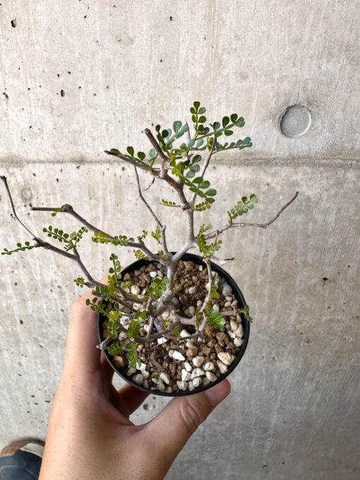 【現品限り】オペルクリカリア・パキプス 根挿し【AC15】 Operculicarya pachypus【植物】塊根植物 夏型 コーデックス - 画像 (2)