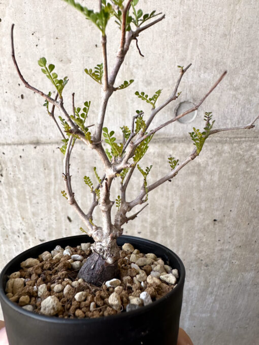 【現品限り】オペルクリカリア・パキプス 根挿し【AC15】 Operculicarya pachypus【植物】塊根植物 夏型 コーデックス - 画像 (3)