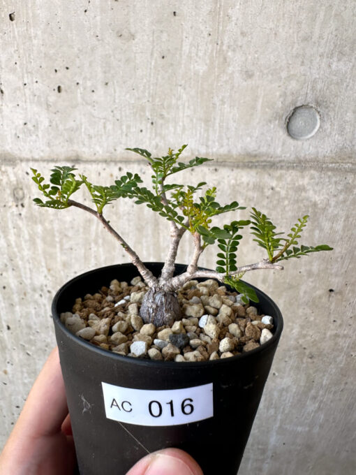 【現品限り】オペルクリカリア・パキプス 根挿し【AC16】 Operculicarya pachypus【植物】塊根植物 夏型 コーデックス