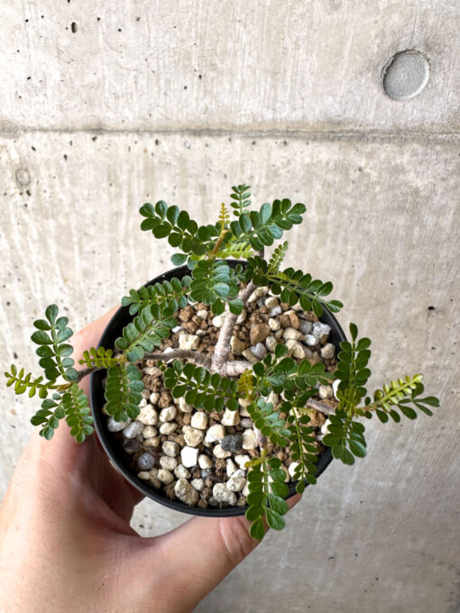 【現品限り】オペルクリカリア・パキプス 根挿し【AC16】 Operculicarya pachypus【植物】塊根植物 夏型 コーデックス - 画像 (2)