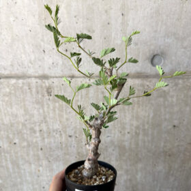 【現品限り】センナ・メリディオナリス 実生【AC17】 Senna meridionalis【植物】塊根植物 夏型 コーデックス