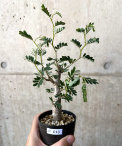 【現品限り】センナ・メリディオナリス 実生【AC18】 Senna meridionalis【植物】塊根植物 夏型 コーデックス