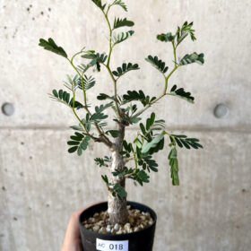 【現品限り】センナ・メリディオナリス 実生【AC18】 Senna meridionalis【植物】塊根植物 夏型 コーデックス
