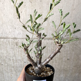 【現品限り】センナ・メリディオナリス 実生【AC19】 Senna meridionalis【植物】塊根植物 夏型 コーデックス