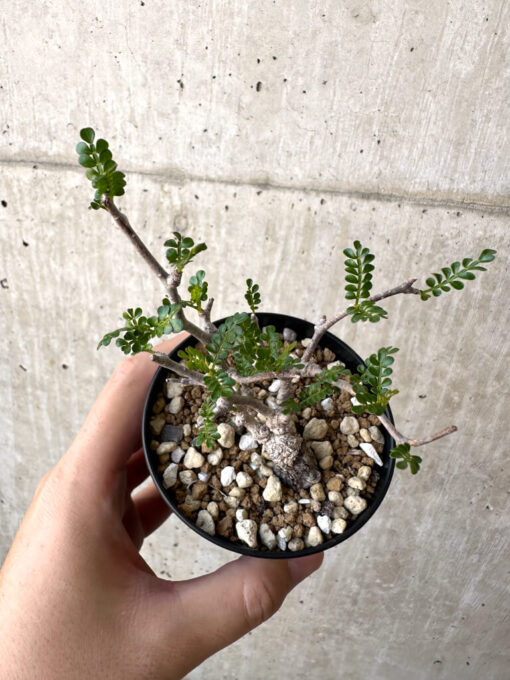 【現品限り】オペルクリカリア・パキプス 根挿し【AC1】 Operculicarya pachypus【植物】塊根植物 夏型 コーデックス - 画像 (2)