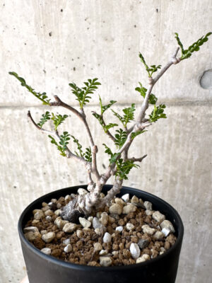 プラントブラザーズ