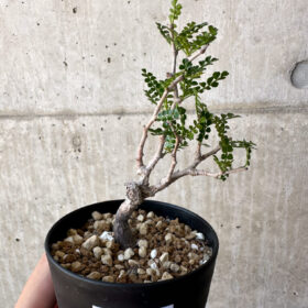 【現品限り】オペルクリカリア・パキプス 根挿し【AC2】 Operculicarya pachypus【植物】塊根植物 夏型 コーデックス