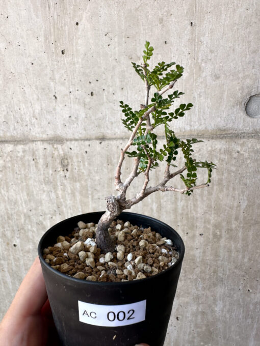 【現品限り】オペルクリカリア・パキプス 根挿し【AC2】 Operculicarya pachypus【植物】塊根植物 夏型 コーデックス