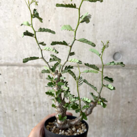 【現品限り】センナ・メリディオナリス 実生【AC20】 Senna meridionalis【植物】塊根植物 夏型 コーデックス