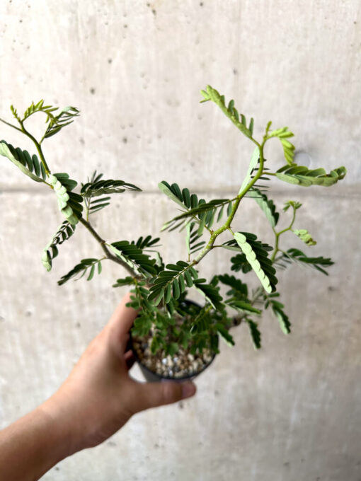【現品限り】センナ・メリディオナリス 実生【AC20】 Senna meridionalis【植物】塊根植物 夏型 コーデックス - 画像 (2)
