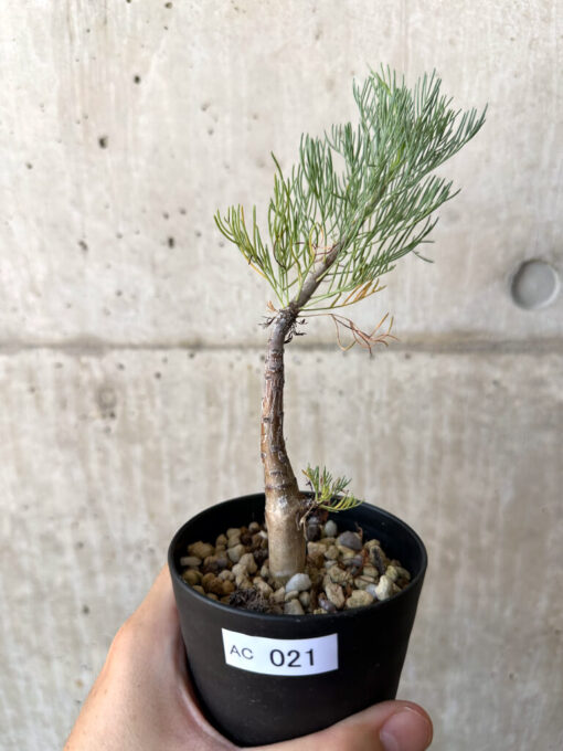 【現品限り】コミフォラ・クラウセリアーナ【AC21】 Commiphora kraeuseliana【植物】塊根植物 夏型 コーデックス