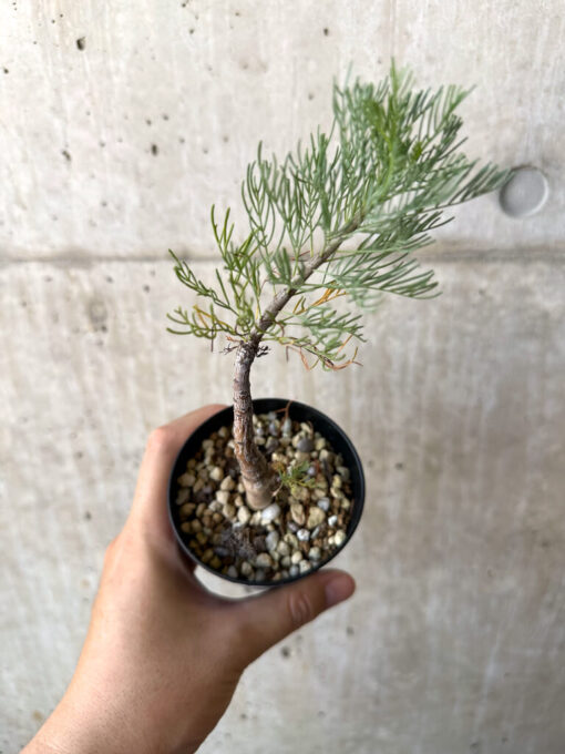 【現品限り】コミフォラ・クラウセリアーナ【AC21】 Commiphora kraeuseliana【植物】塊根植物 夏型 コーデックス - 画像 (2)
