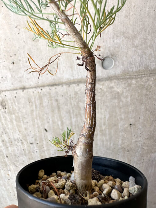 【現品限り】コミフォラ・クラウセリアーナ【AC21】 Commiphora kraeuseliana【植物】塊根植物 夏型 コーデックス - 画像 (3)