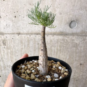 【現品限り】コミフォラ・クラウセリアーナ【AC22】 Commiphora kraeuseliana【植物】塊根植物 夏型 コーデックス