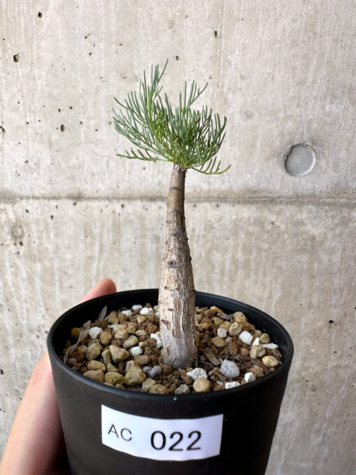 【現品限り】コミフォラ・クラウセリアーナ【AC22】 Commiphora kraeuseliana【植物】塊根植物 夏型 コーデックス