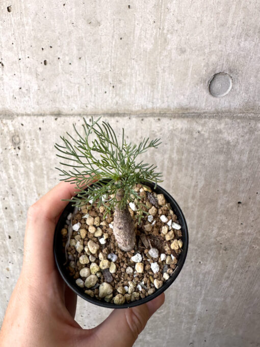 【現品限り】コミフォラ・クラウセリアーナ【AC22】 Commiphora kraeuseliana【植物】塊根植物 夏型 コーデックス - 画像 (2)