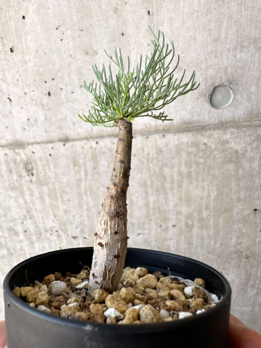 【現品限り】コミフォラ・クラウセリアーナ【AC22】 Commiphora kraeuseliana【植物】塊根植物 夏型 コーデックス - 画像 (3)