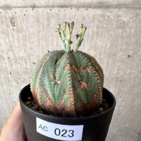 【現品限り】ユーフォルビア・オベサ 【AC23】 Euphorbia obesa【植物】塊根植物 夏型 コーデックス