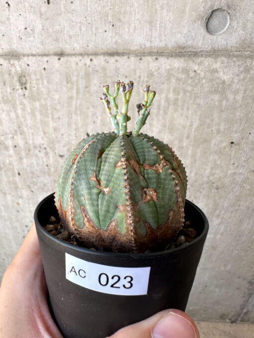【現品限り】ユーフォルビア・オベサ 【AC23】 Euphorbia obesa【植物】塊根植物 夏型 コーデックス