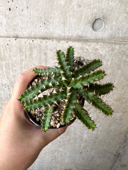 【現品限り】ユーフォルビア・ステラータ 飛竜【AC24】 Euphorbia stellata【植物】塊根植物 夏型 コーデックス - 画像 (2)