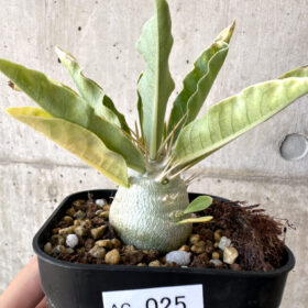 【現品限り】パキポディウム・レアリー 良型【AC25】 Pachypodium lealii【植物】塊根植物 夏型 コーデックス