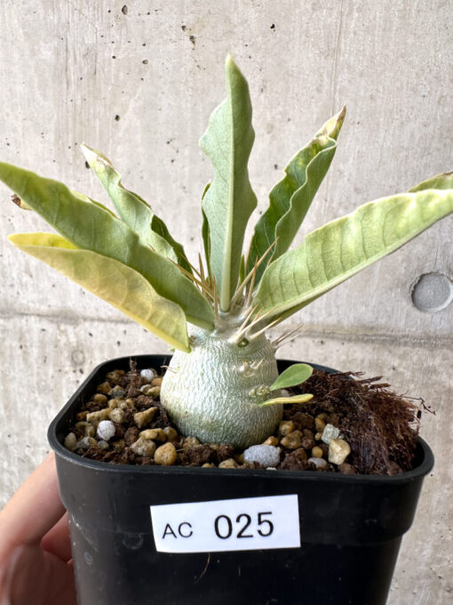 【現品限り】パキポディウム・レアリー 良型【AC25】 Pachypodium lealii【植物】塊根植物 夏型 コーデックス