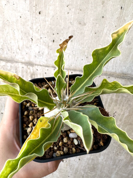 【現品限り】パキポディウム・レアリー 良型【AC25】 Pachypodium lealii【植物】塊根植物 夏型 コーデックス - 画像 (2)