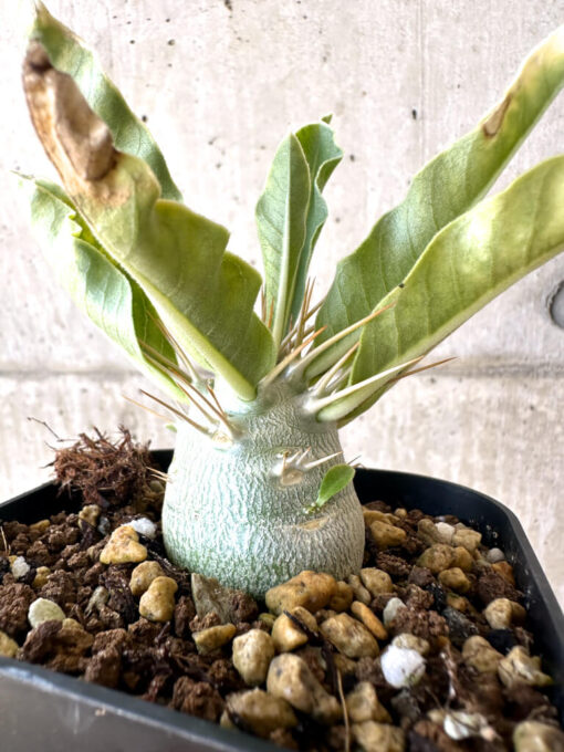 【現品限り】パキポディウム・レアリー 良型【AC25】 Pachypodium lealii【植物】塊根植物 夏型 コーデックス - 画像 (4)
