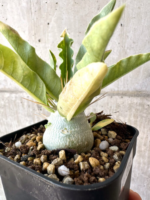 【現品限り】パキポディウム・レアリー 良型【AC25】 Pachypodium lealii【植物】塊根植物 夏型 コーデックス - 画像 (5)