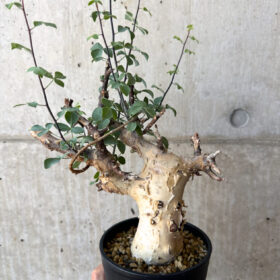 【現品限り】コミフォラ・カタフ ソマリア ピュア 現地株 発根済み【AC26】 Commiphora kataf Somalia【植物】塊根植物 夏型 コーデックス