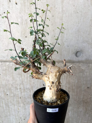 プラントブラザーズ